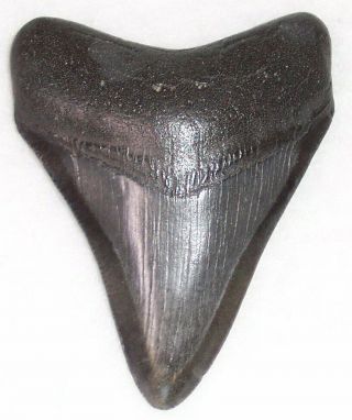 Complete 3 1/16 " Fossil Megalodon Shark Tooth