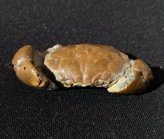 A Fossil Crab From Australia