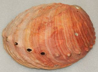 Seashell Haliotis Rufescens 205.  5mm