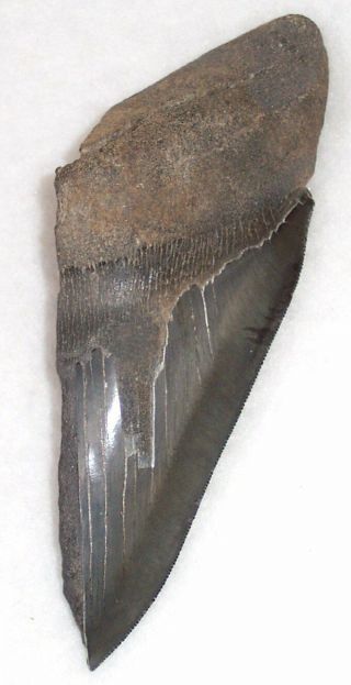 Sharply Serrated Huge 6 3/8 " Fossil Megalodon Shark Tooth Half