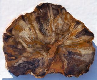 Large,  Polished Oregon Petrified Wood Round - Dicot