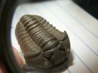 Usa Ohio Trilobite Monster Flexi Calymene 3d Inflated Shell