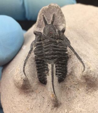 Nicely Preserved Cyphaspis Tafilalet Trilobite Fossil From Morocco (s6)
