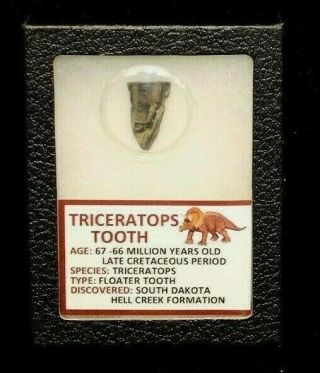 Authentic Triceratops Dinosaur Tooth In Display Frame With Information Card