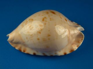 Cypraea Marginata,  Pattern,  54.  1mm,  Australia Shell