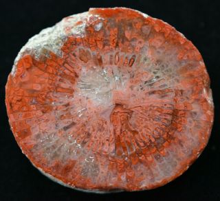 Red Agatized Horn Coral Specimen Utah Polished