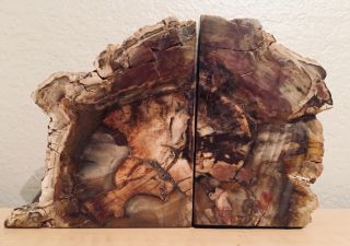 Arizona Petrified Wood Bookends 5 Lbs Fossil Wood 6” Tall