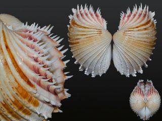 Seashell Cardium Indicum Top Game For Aesthete Very Toothy 84.  4 Mm