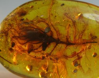 Large Hairy Flower W Stem { 15 Mm }.  Very Rare Fossil In Burmese Amber.