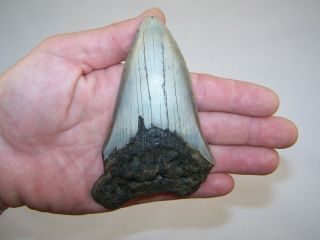 4.  76 Inch Megalodon Fossil Shark Tooth Teeth - 6.  5 Oz - Tooth Stand