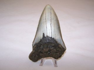 4.  76 Inch Megalodon Fossil Shark Tooth Teeth - 6.  5 oz - Tooth Stand 2