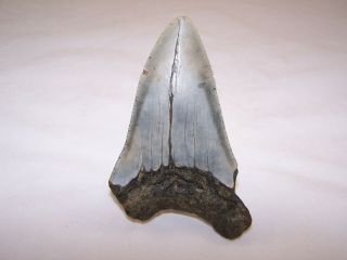 4.  76 Inch Megalodon Fossil Shark Tooth Teeth - 6.  5 oz - Tooth Stand 3