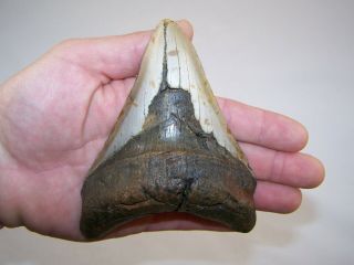 5.  12 Inch Megalodon Fossil Shark Tooth Teeth - 11.  3 Oz - Not Dinosaur