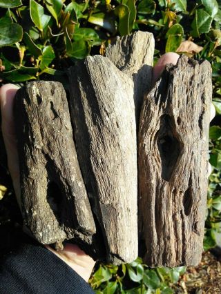 Three (3) Arizona Petrified Iron Wood Knots Bark Limbs Agate Desert Patina 3lbs
