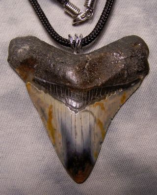Megalodon Shark Tooth Fossil 2 3/4 Megalodon Shark Teeth Pendant Necklace Jaw