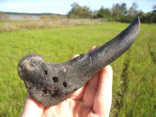 Deer Humerus With Alligator Bite Marks Florida Fossils Bones Tooth Teeth Ice Age