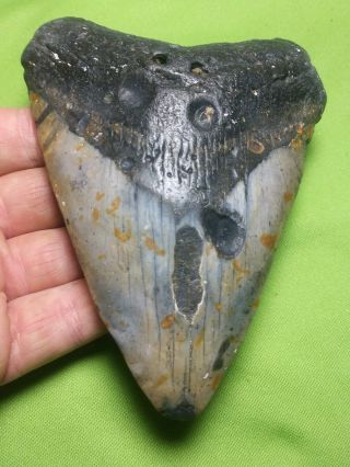Huge 5.  05 " Megalodon Shark Tooth Teeth Extinct Fossil Meg Scuba Diver Direct 222