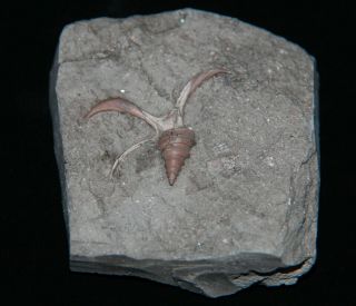 Gastropods Dicroloma Cochleata Jurassic Oxfordian Russia Fossil