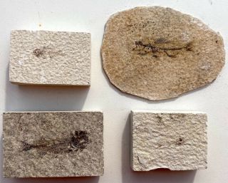 Four Species Baby Fossil Fish From The Eocene Of Wyoming