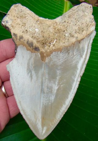 Megalodon Shark Tooth 5 & 3/8 In.  Huge - Serrated - Real - No Restorations