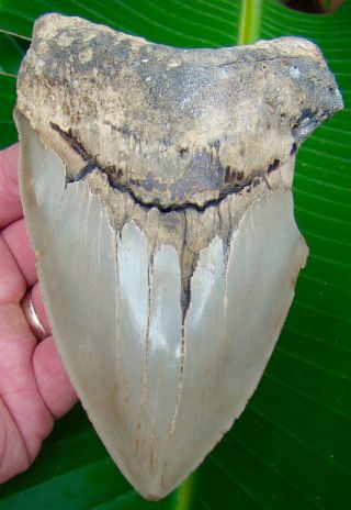 Megalodon Shark Tooth 5 & 3/8 in.  HUGE - SERRATED - REAL - NO RESTORATIONS 2