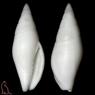 Mitra Nebularia Petrosa,  Kwajalein,  Mitridae Sea Shell