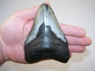 5.  19 Inch Megalodon Fossil Shark Tooth Teeth - 11.  3 Oz - Not Dinosaur