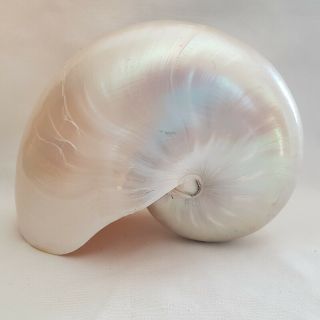 Pearl Nautilus - Large White Pearlized Chambered Shell 160mm X 80mm