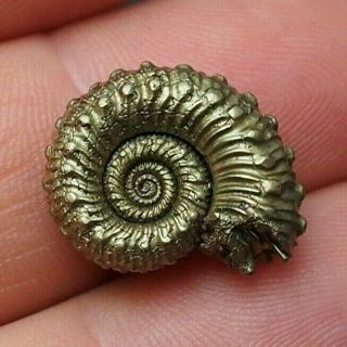 19mm Kosmoceras Sp.  Pyrite Ammonite Fossils Callovian Fossilien Russia