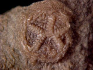Cyptogoleus Edrioasteroid From Ordovician Trilobite Age,  Ontario,  Canada