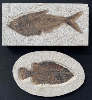 Two Fossil Fish From The Eocene Of Wyoming