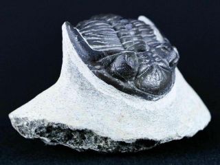 Hollardops Mesocristata Trilobite Fossil Devonian Morocco 400 Million Years Old