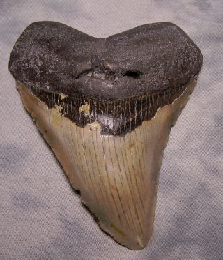 Megalodon Shark Tooth 5 1/16 " Fossil Teeth Jaw Megladon Scuba Dive Meg Huge