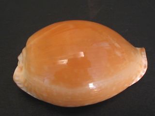 Collector Fave.  Cypraea Guttata Azumai 46mm China Seashell
