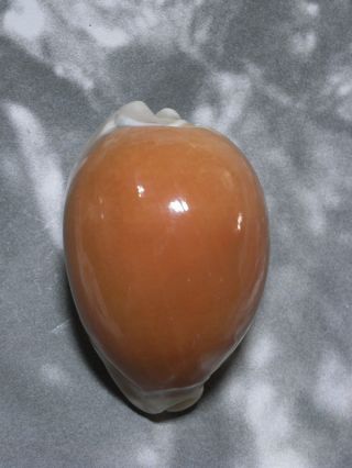 Formosa/seashell/cypraea Aurantium 80.  2mm