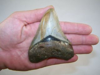 4.  11 Inch Megalodon Fossil Shark Tooth Teeth - 5.  3 Oz - Tooth Stand
