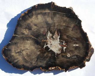 Large,  Polished,  Torrey Utah Petrified Wood Round,  With Crystal Center