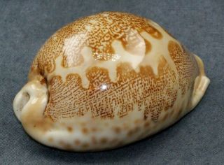 Cypraea Mappa Geographica.  Extremely Rare Trawled From Nw Australia
