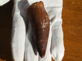 Huge Spinosaurus Dinosaur Tooth Fossil 112 Million Years Old 3.  0 " Inches