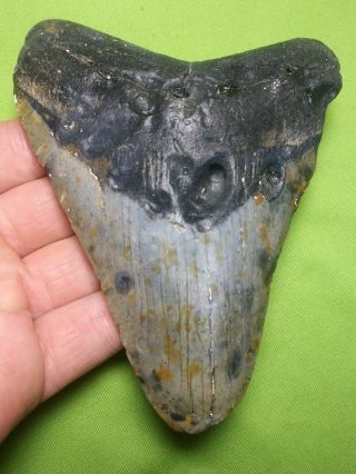 Huge 5.  19 " Megalodon Shark Tooth Teeth Extinct Fossil Meg Scuba Diver Direct 213