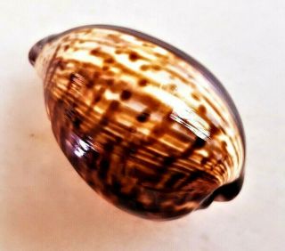 Seashell Cypraea Tigris One - Of - A - Kind Pattern Shell