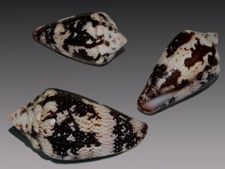 Seashell Conus Curassaviensis Black Form Very Rare F,  35.  1 Mm
