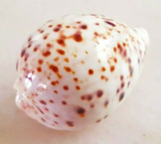 Seashell Cypraea Tigris Pardalis Birdeggensis Giant Shell