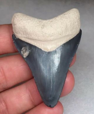 Classic Blue Bone Valley Megalodon Shark Tooth Fossil Sharks Teeth Hemi Era Gem