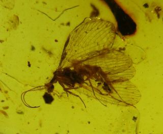 Iceloberotha Beaded Lacewing Neuroptera { 3.  7 Mm }.  Rare Fossil In Burmese Amber.