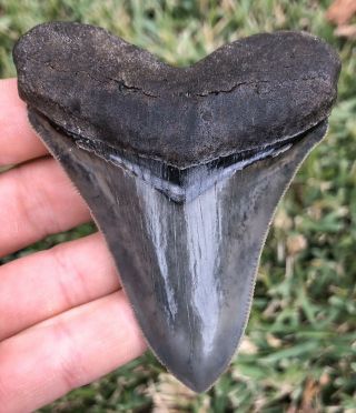 Gorgeous Serrated 3.  469 " Chubutensis Fossil Shark Tooth