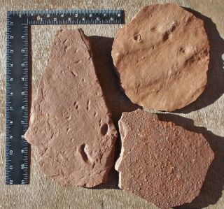 Rare Giant Fiddler Crab Traces,  Wave,  Rain.  El Pueblo,  Nm Early Permian Site.