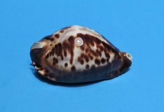 Seashell Cypraea Friendii 87.  4mm (015)