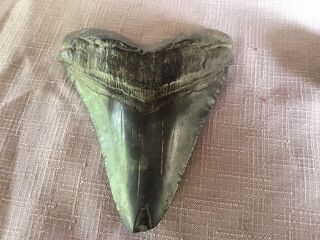 5” Megalodon Extinct Shark Tooth Fossil