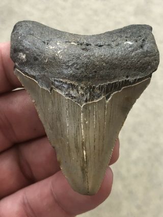 10.  Huge 3” Megalodon Giant Shark Tooth Teeth Extinct Fossil Megladon